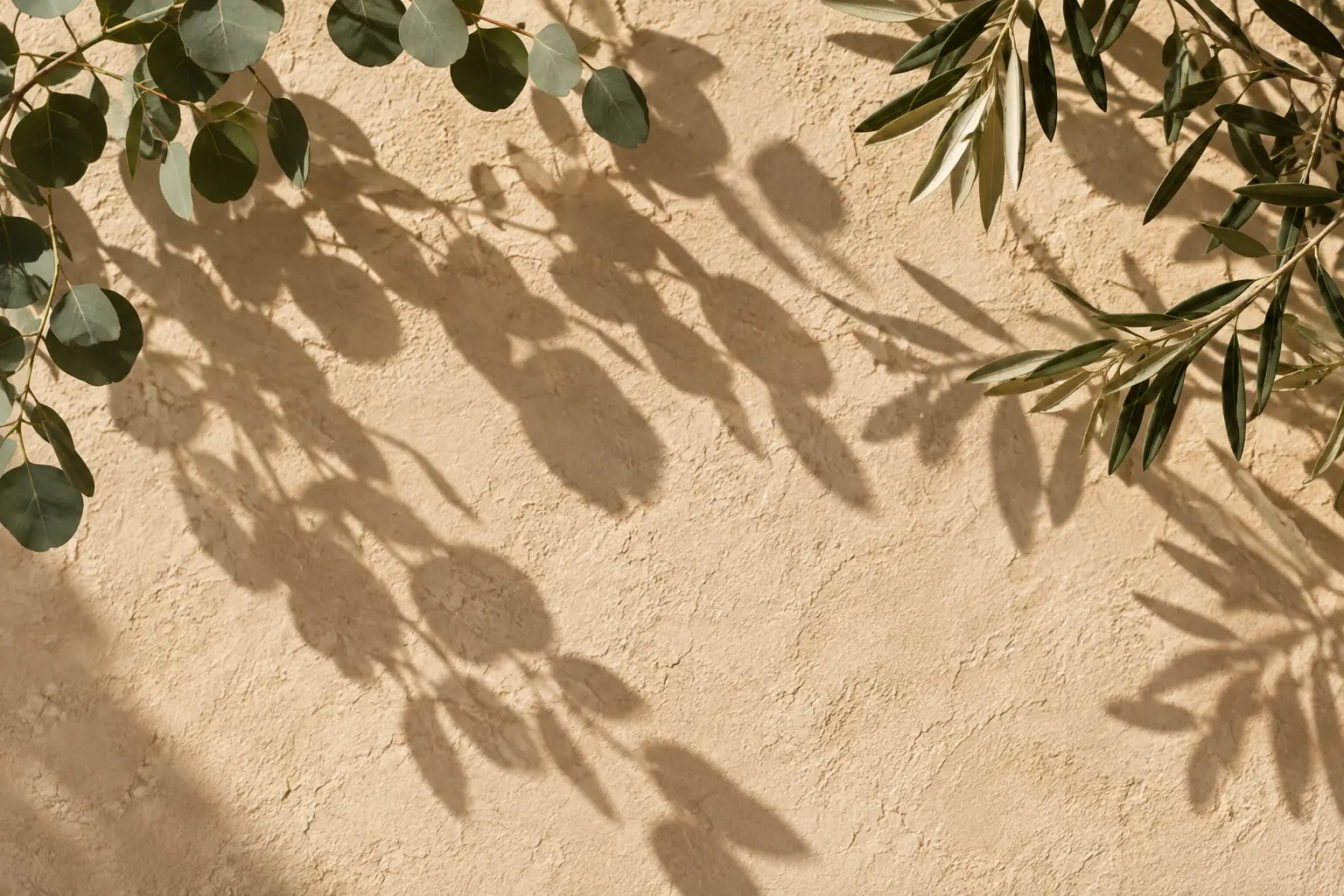 Eucalyptus shadows on a clay plaster wall